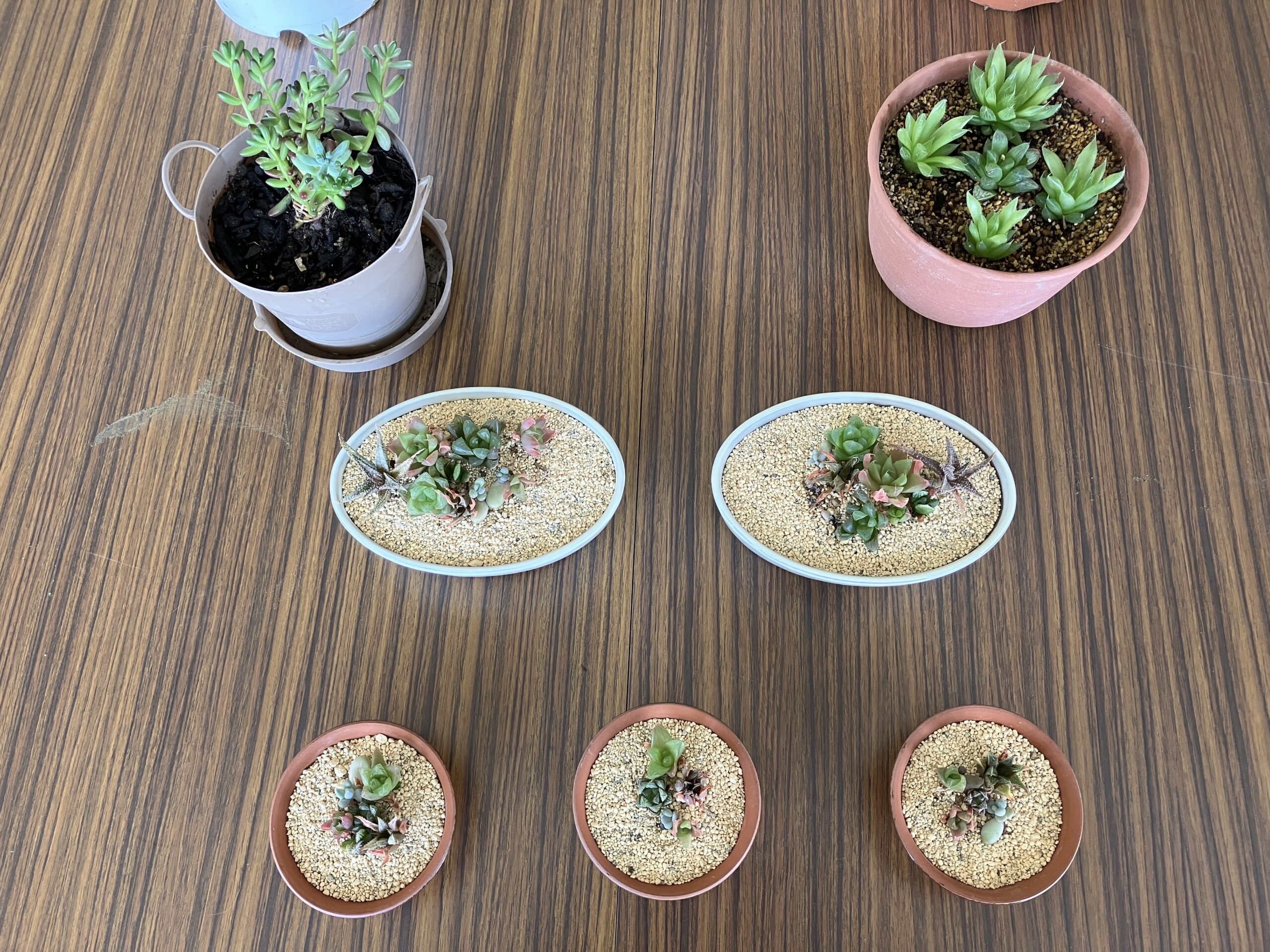 多肉植物
